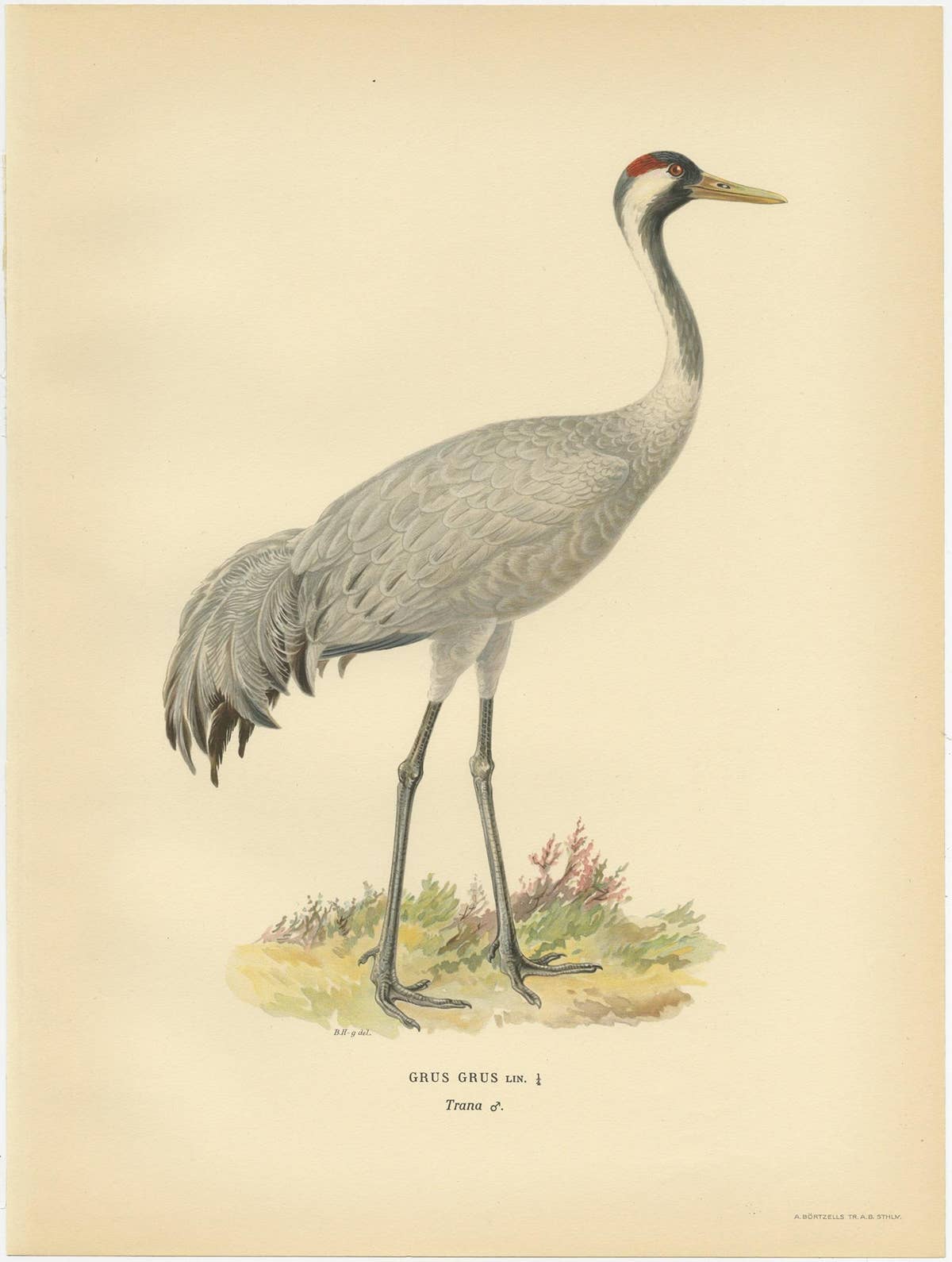 Antique Bird Print of the Common Crane 'Male' by Von Wright, 1929