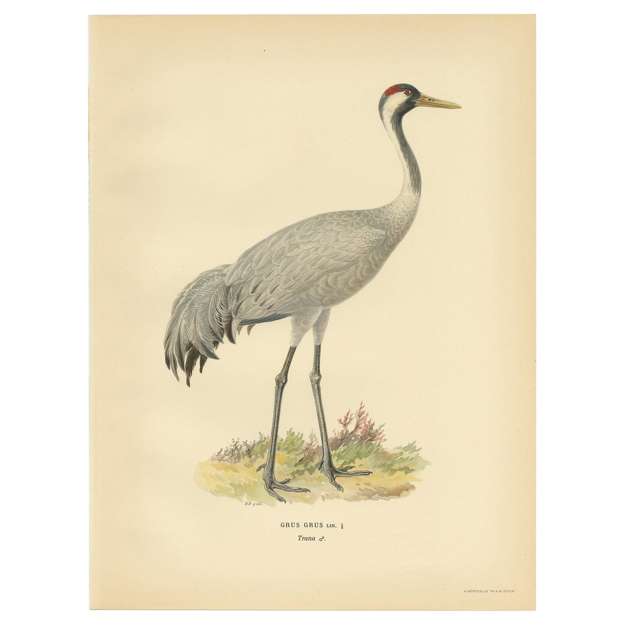 Antique Bird Print of the Common Crane 'Male' by Von Wright, 1929 For Sale