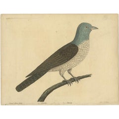 Impression ancienne d'oiseau du Cuckoo commun par Albin, vers 1738