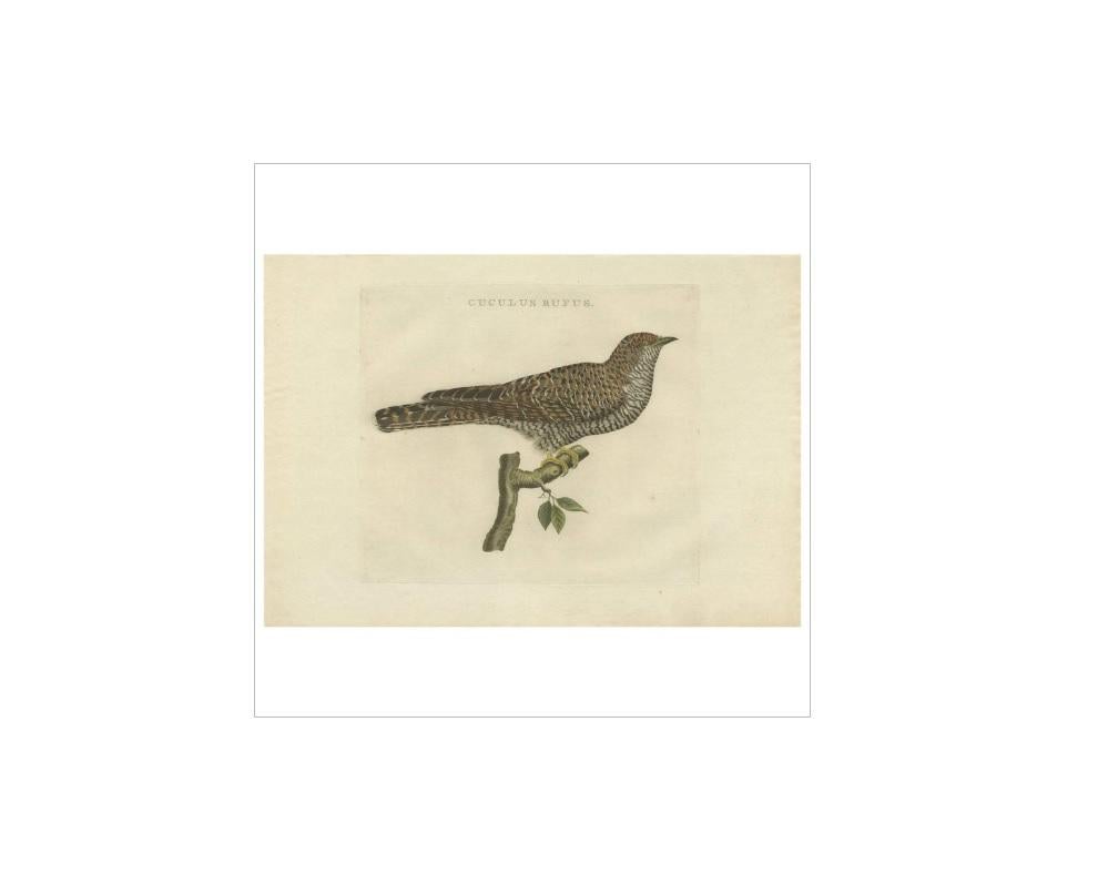 Antique print titled 'Cuculus Rufus'. The common cuckoo (Cuculus canorus) is a member of the cuckoo order of birds, Cuculiformes, which includes the roadrunners, the anis and the coucals.

This print originates from 'Nederlandsche Vogelen; volgens