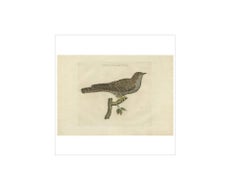 Rufous Cuckoo – Hand-Coloured Engraving with Dutch Text, 1770–1829