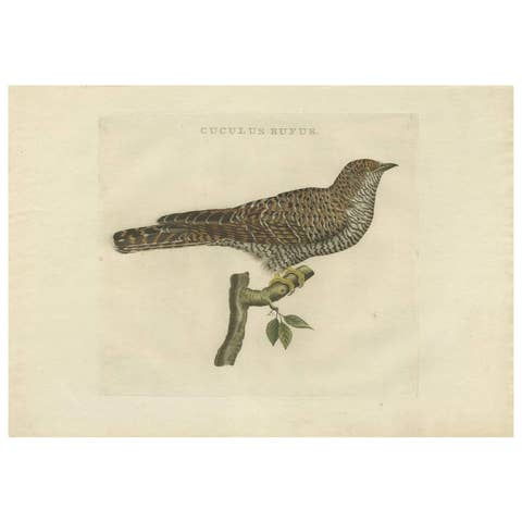 Rufous Cuckoo – Hand-Coloured Engraving with Dutch Text, 1770–1829