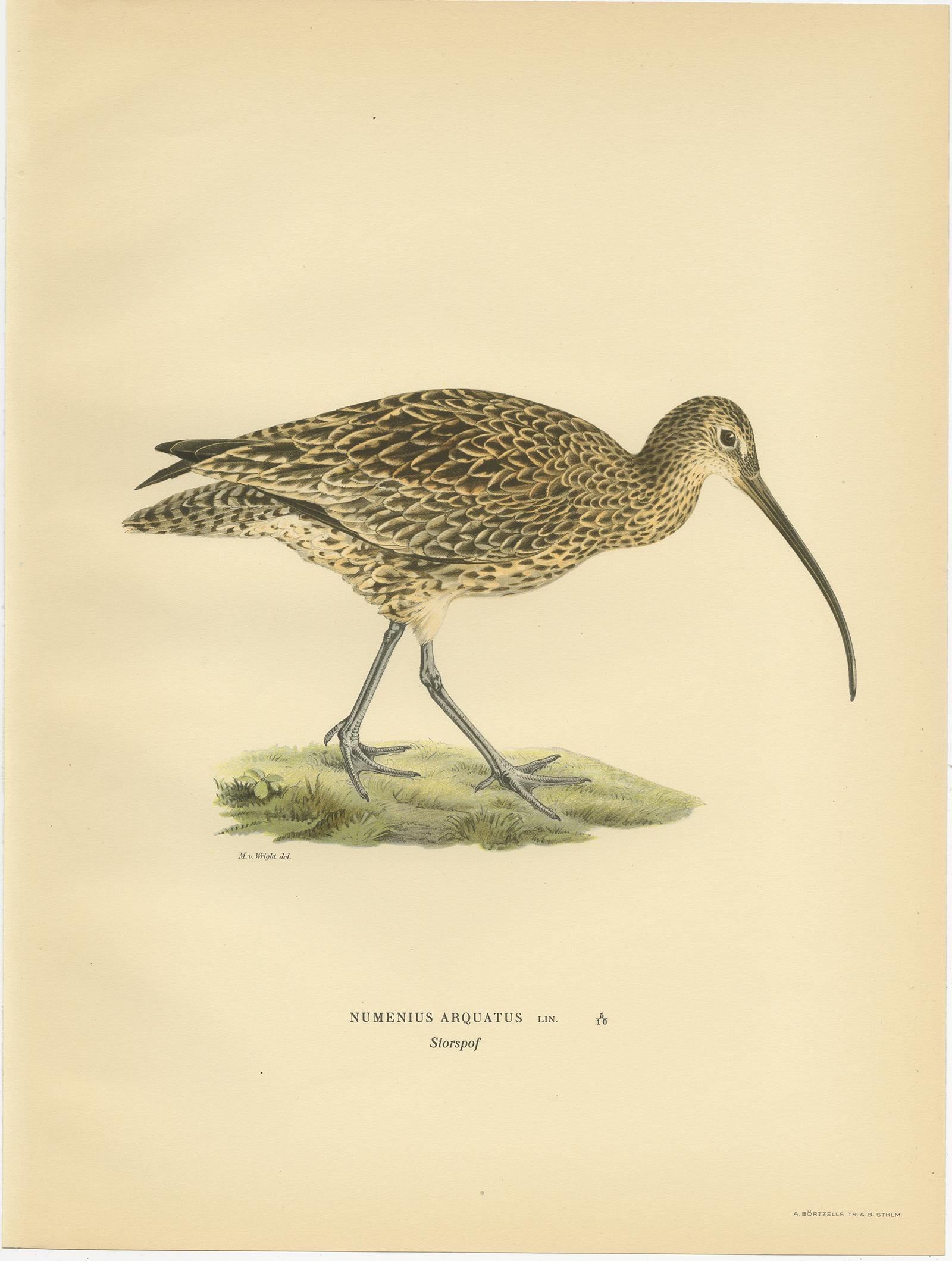 Antique Bird Print of the Common Curlew by Von Wright, 1929 In Good Condition For Sale In Langweer, NL