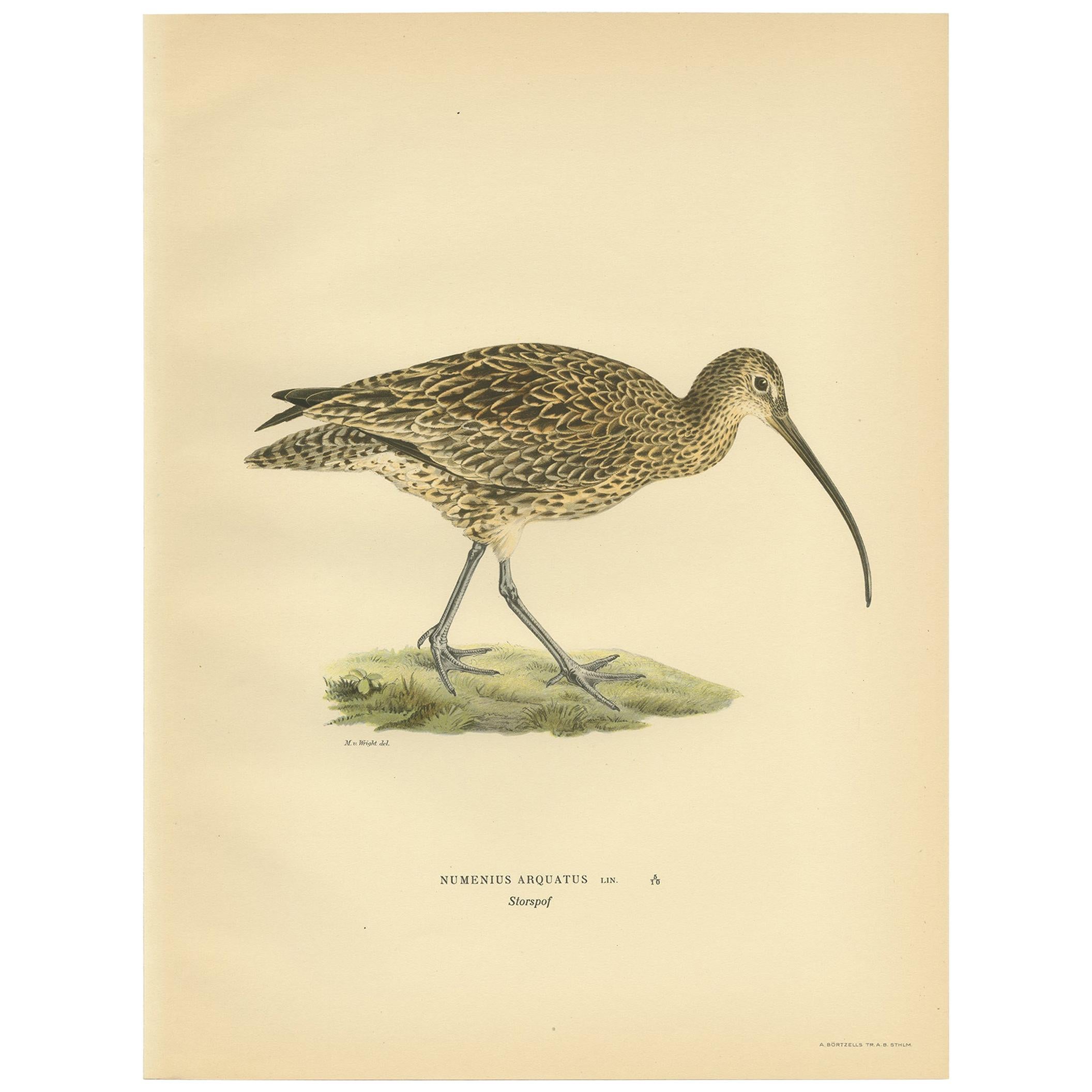 Antique Bird Print of the Common Curlew by Von Wright, 1929 For Sale