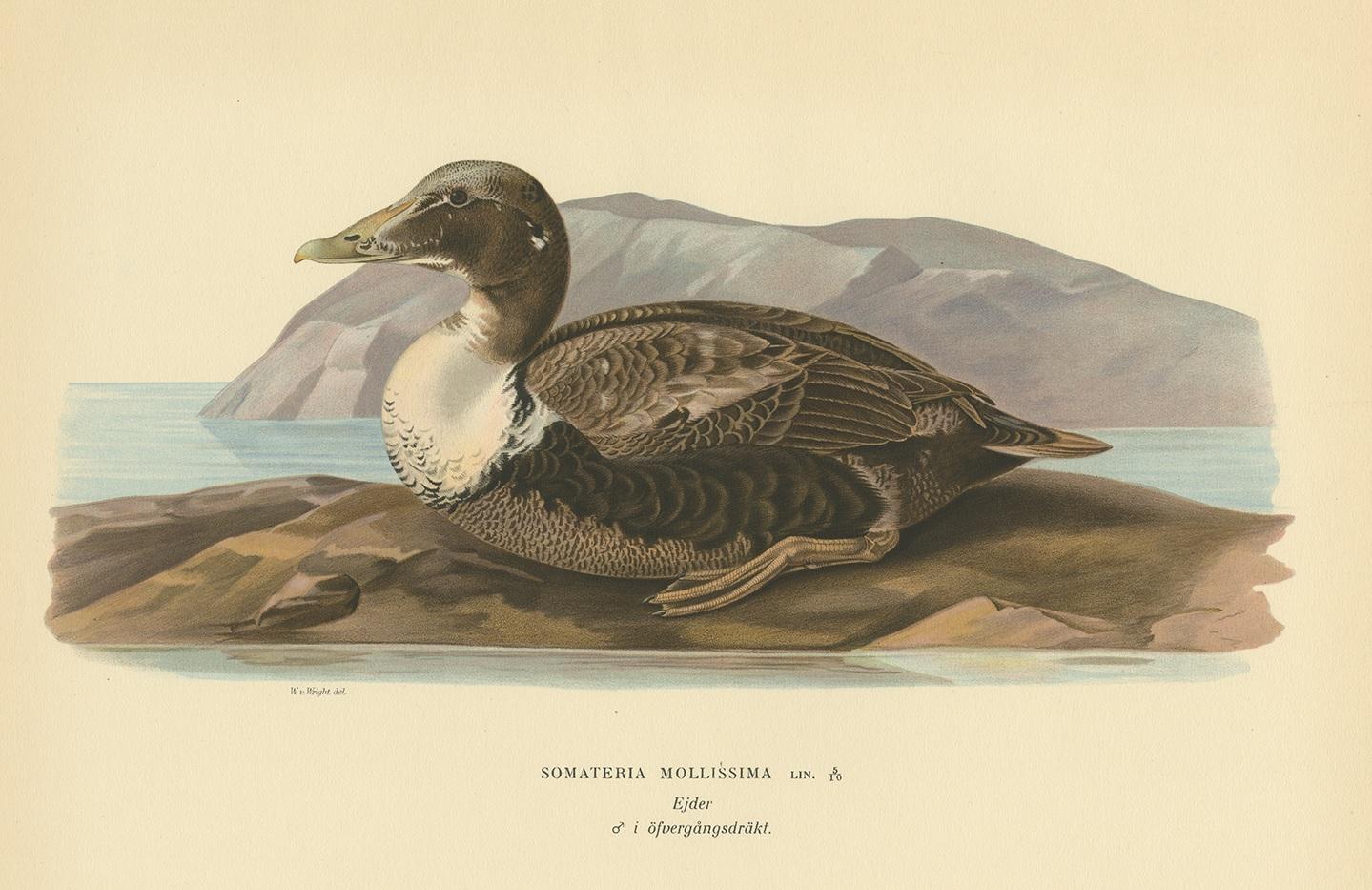 Antique Bird Print of the Common Eider by Von Wright, 1929 In Good Condition For Sale In Langweer, NL