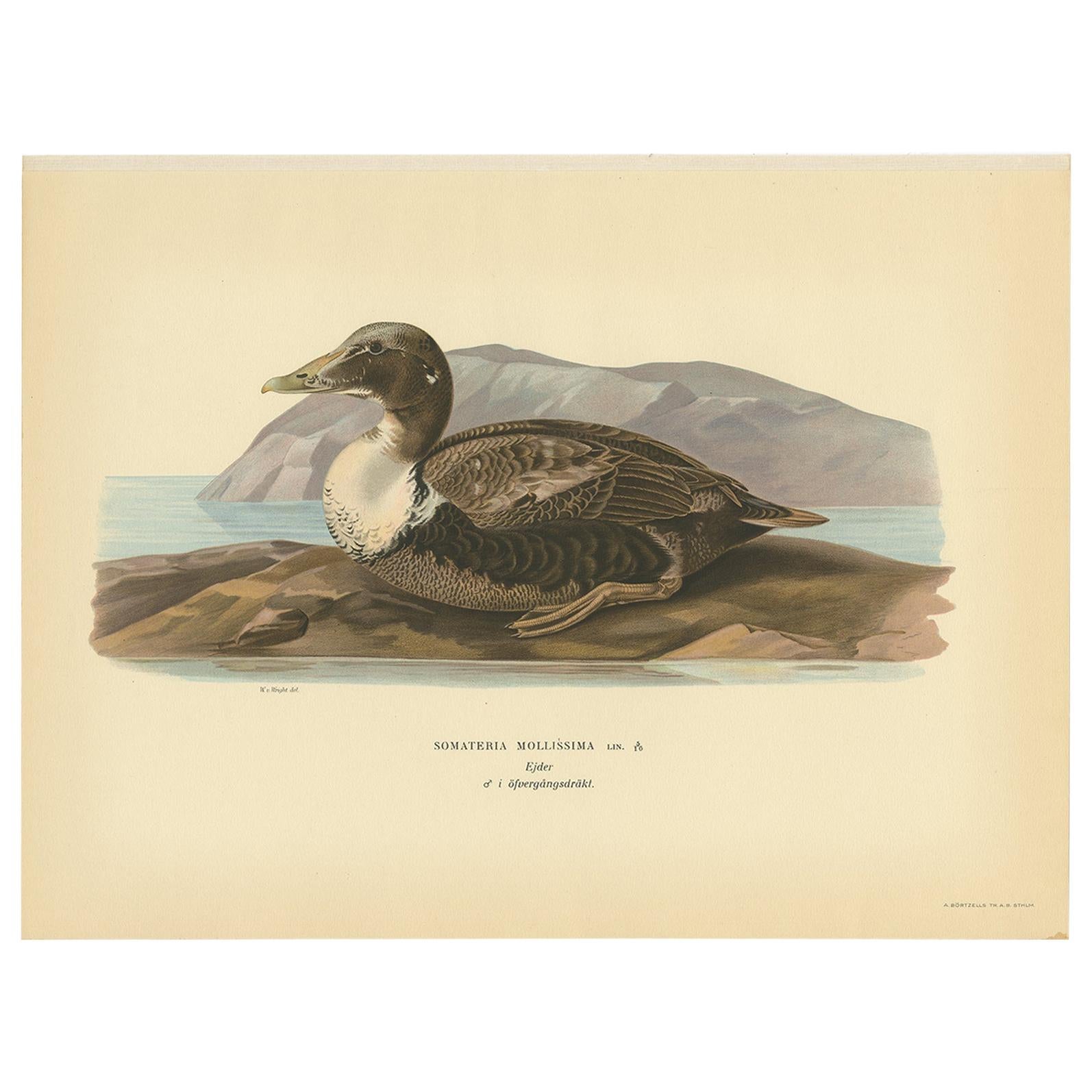 Antique Bird Print of the Common Eider by Von Wright, 1929 For Sale