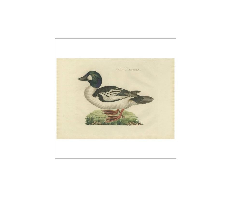 Antique print titled 'Anas Clangula'. The common goldeneye (Bucephala clangula) is a medium-sized sea duck of the genus Bucephala, the goldeneyes. Its closest relative is the similar Barrow's goldeneye. The genus name is derived from the Ancient