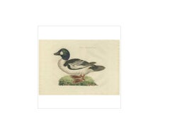Anatra comune Goldeneye - Incisione antica di Nozeman e Sepp, 1809