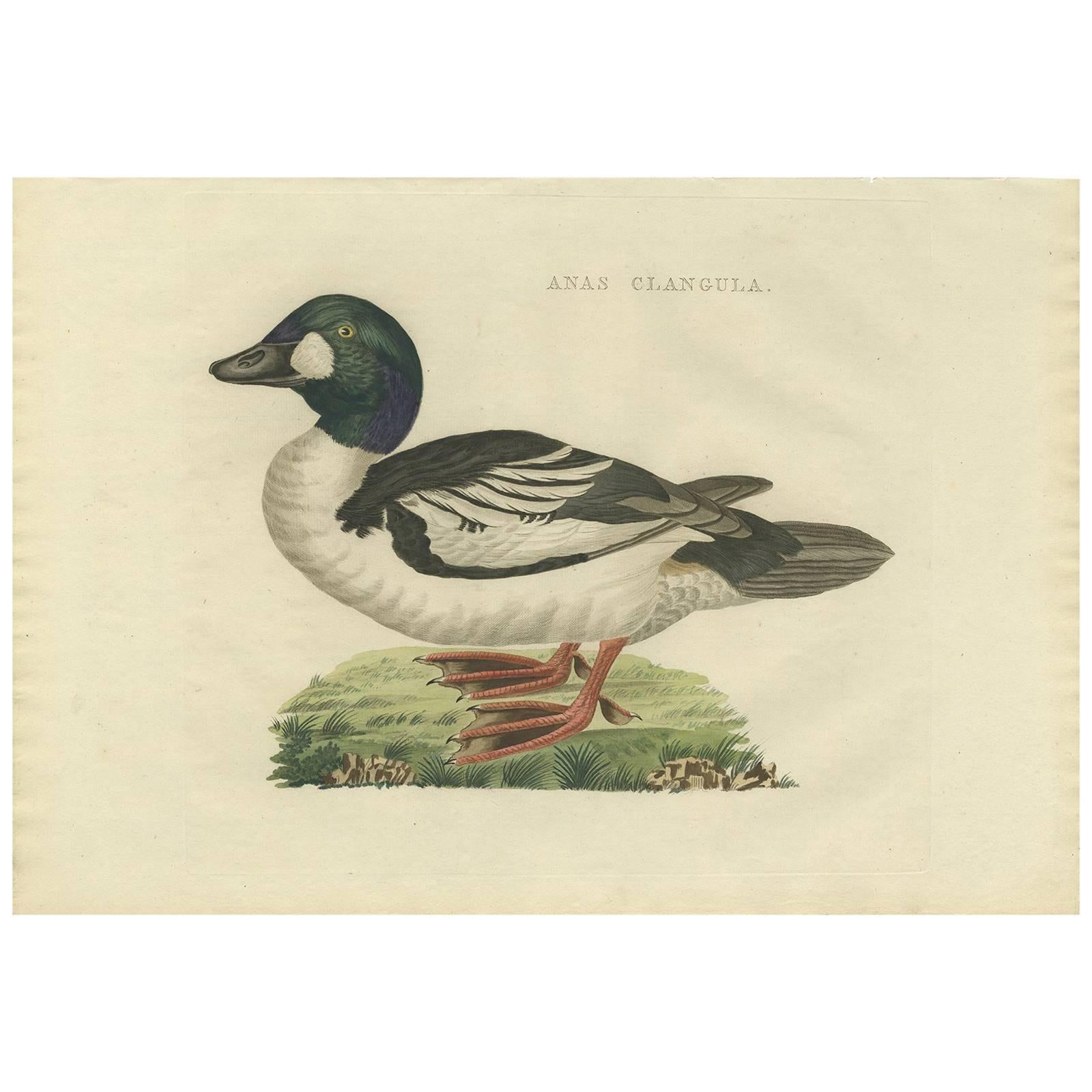 Antiker antiker Vogeldruck des gewöhnlichen Goldeneye von Sepp & Nozeman, 1809 im Angebot