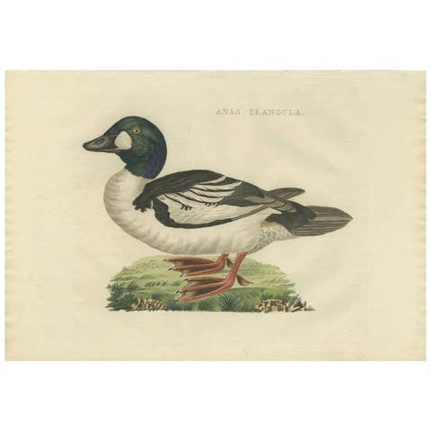 Common Goldeneye Duck – Antique Bird Engraving by Nozeman and Sepp, 1809