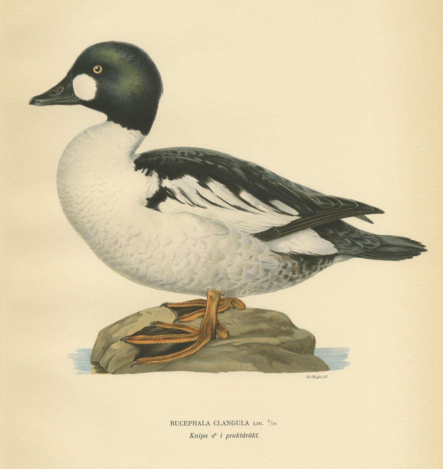 Antique Bird Print of the Common Goldeneye by Von Wright, 1929 In Good Condition For Sale In Langweer, NL