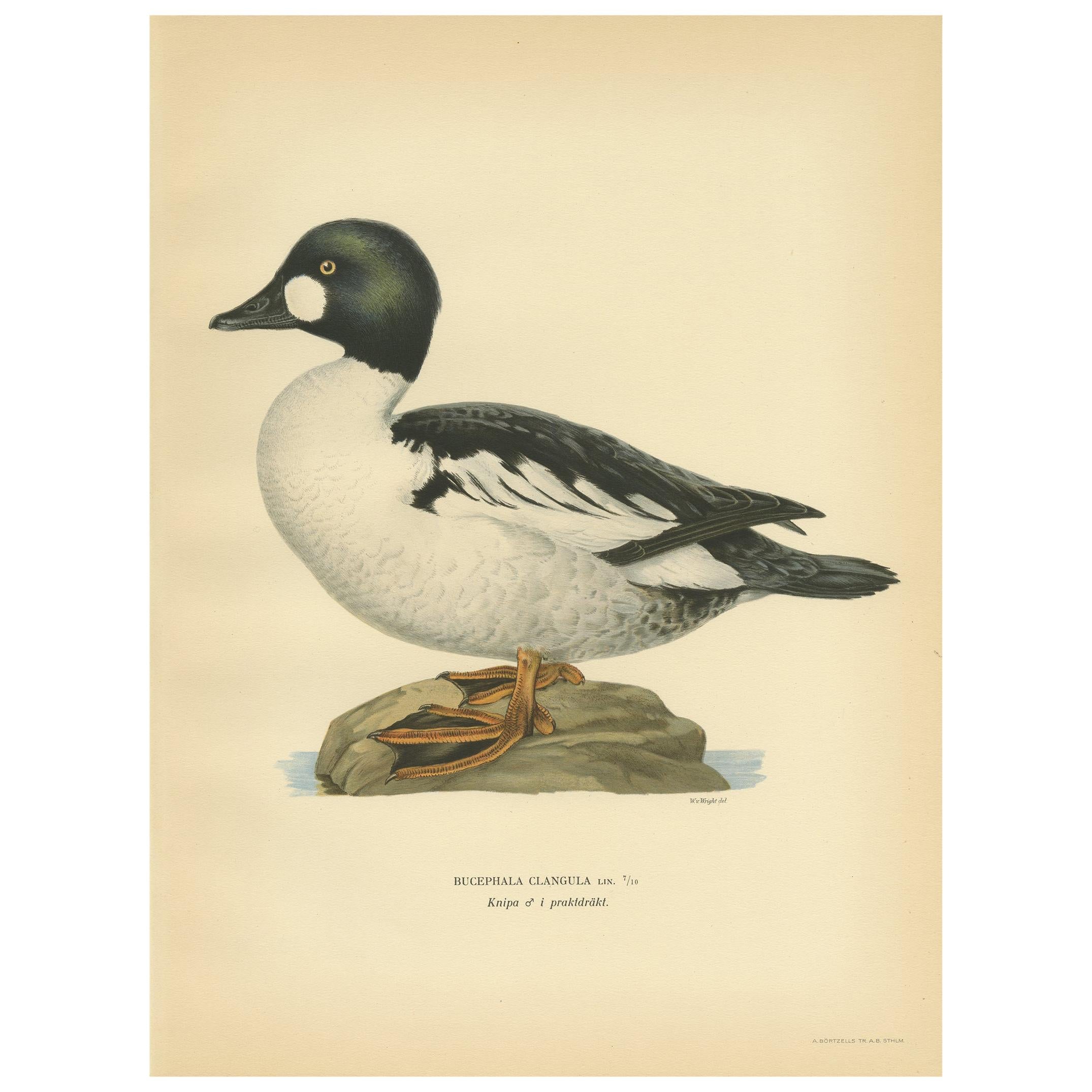 Antique Bird Print of the Common Goldeneye by Von Wright, 1929 For Sale