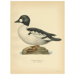 Antique Bird Print of the Common Goldeneye by Von Wright, 1929