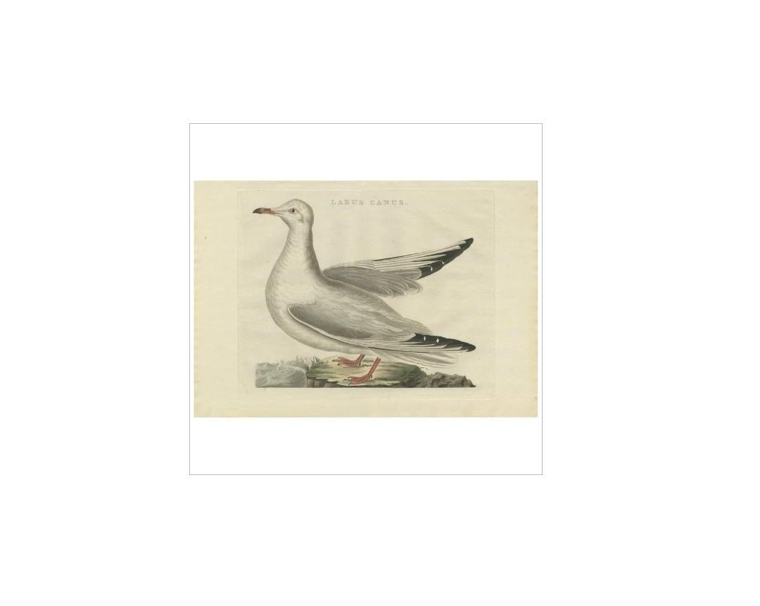Antique print titled 'Larus Canus'. The common gull (Larus canus) is a medium-sized gull that breeds in northern Asia, northern Europe, and northwestern North America. The North American subspecies is commonly referred to as the mew gull, although