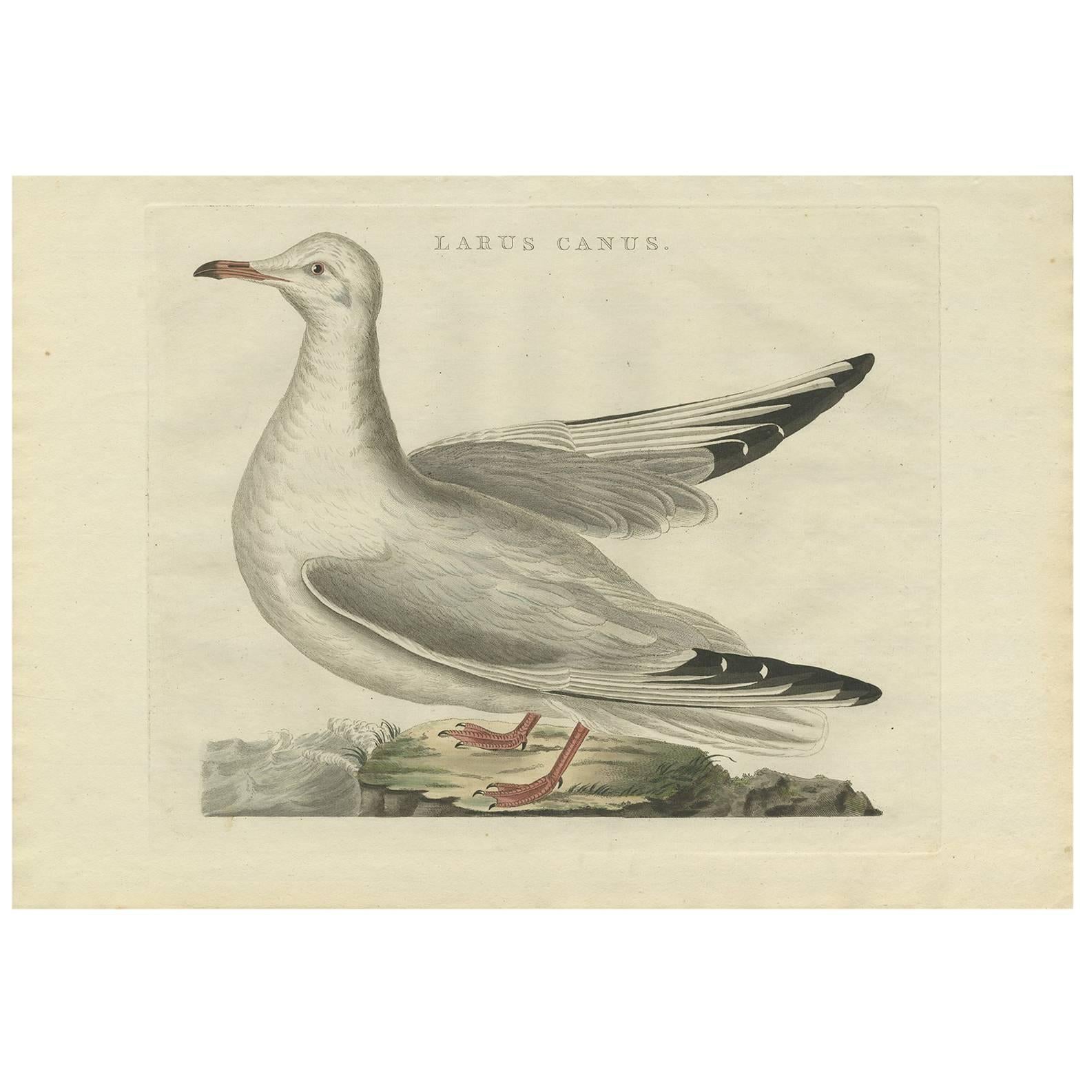 Antique Bird Print of the Common Gull by Sepp & Nozeman, 1797 For Sale