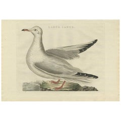 Antique Bird Print of the Common Gull by Sepp & Nozeman, 1797