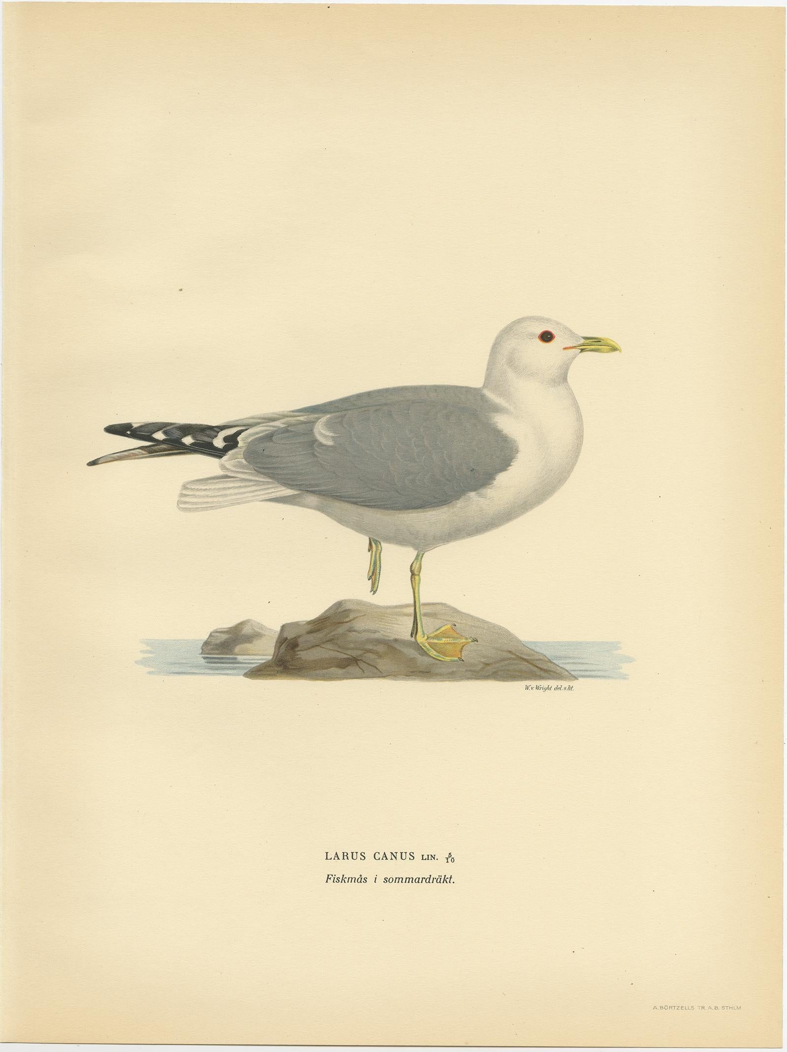 Antique bird print titled 'Larus Canus'. Old bird print depicting the Common Gull (Summer). This print originates from 'Svenska Foglar Efter Naturen Och Pa Stenritade' by Magnus von Wright.