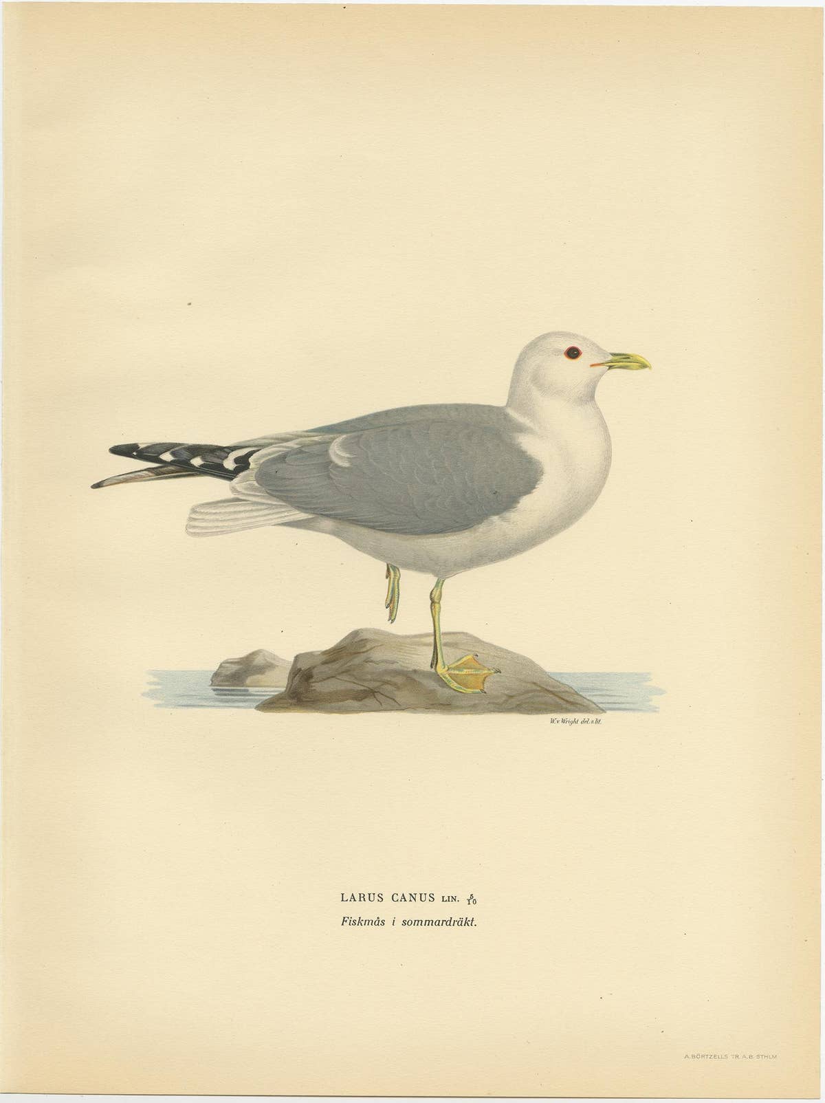 Antique Bird Print of the Common Gull 'Summer' by Von Wright, 1929