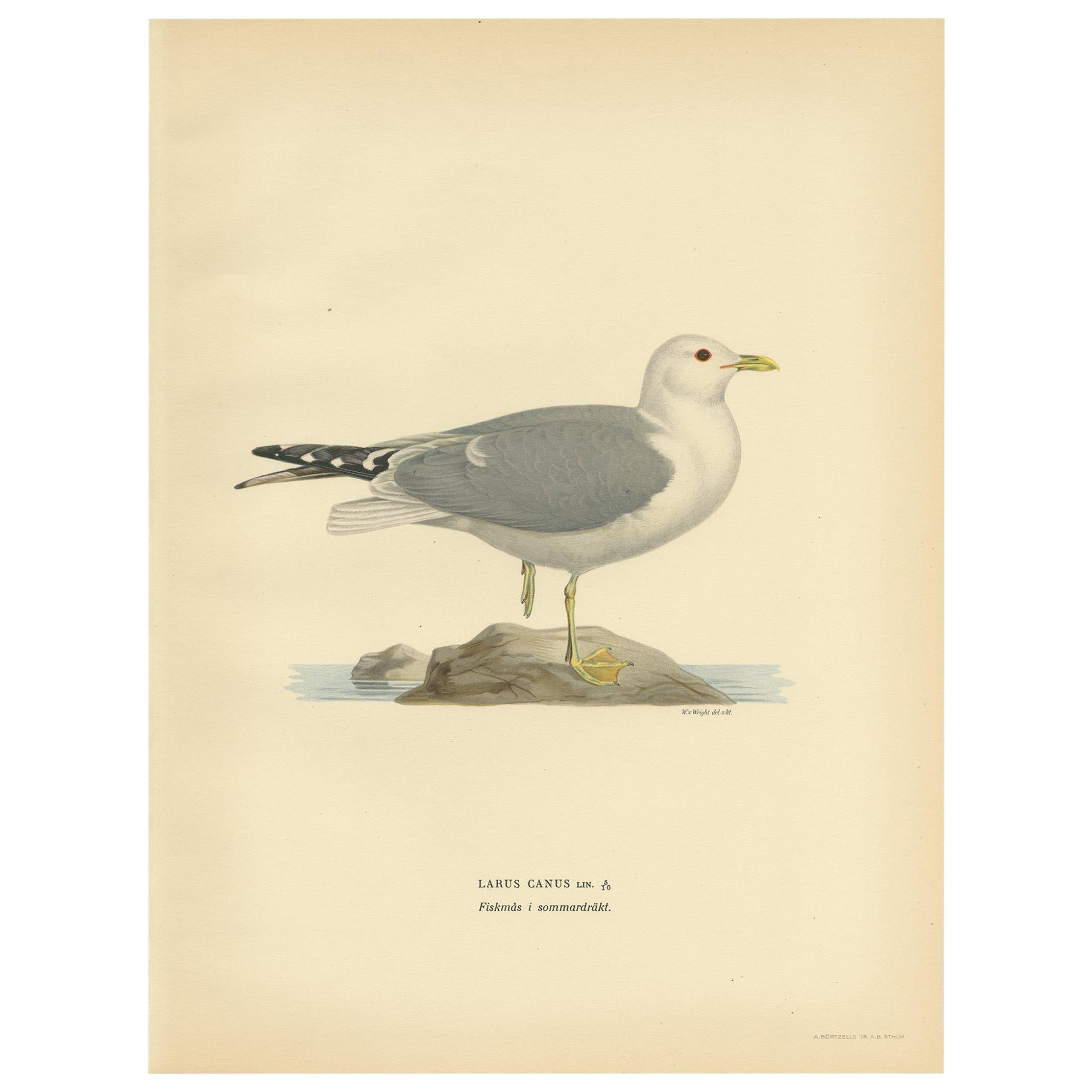 Antique Bird Print of the Common Gull 'Summer' by Von Wright, 1929