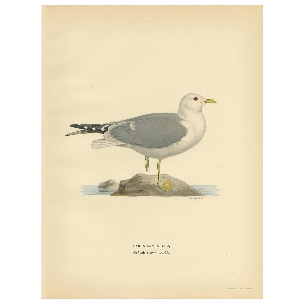 Antique Bird Print of the Common Gull 'Summer' by Von Wright, 1929