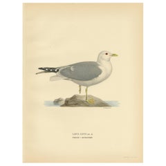 Antique Bird Print of the Common Gull 'Summer' by Von Wright, 1929
