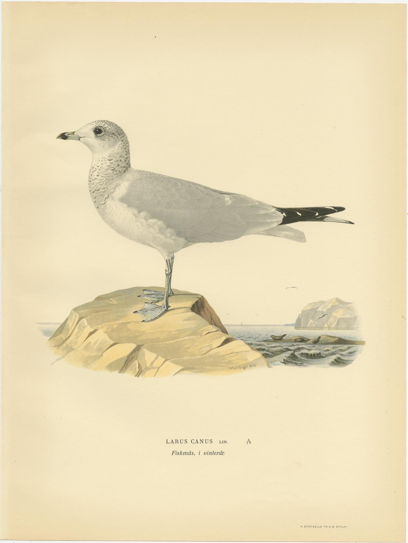 Antique bird print titled 'Larus Canus'. Old bird print depicting the Common Gull (Winter). This print originates from 'Svenska Foglar Efter Naturen Och Pa Stenritade' by Magnus von Wright.