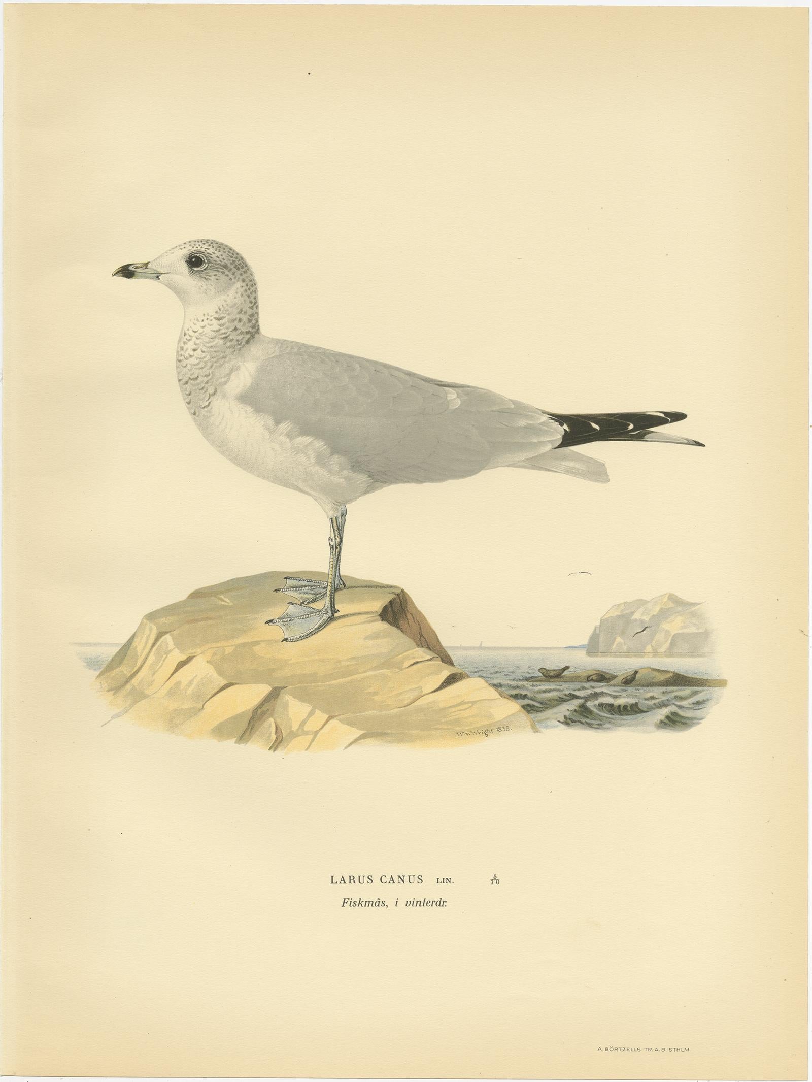 Impression ancienne d'oiseau du coq commun 'hiver' par Von Wright '1929' Bon état - En vente à Langweer, NL