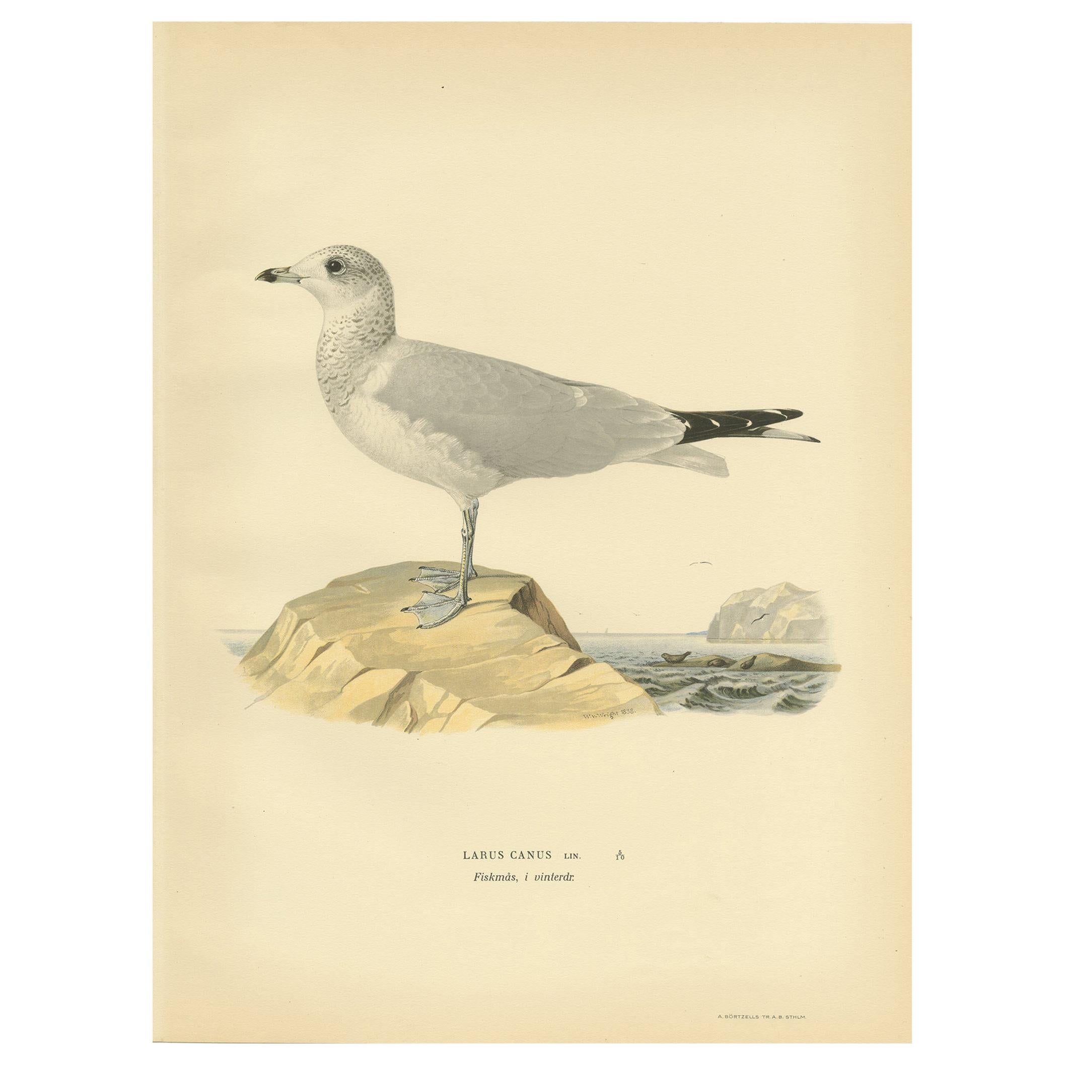 Antique Bird Print of the Common Gull 'Winter' by Von Wright '1929' For Sale