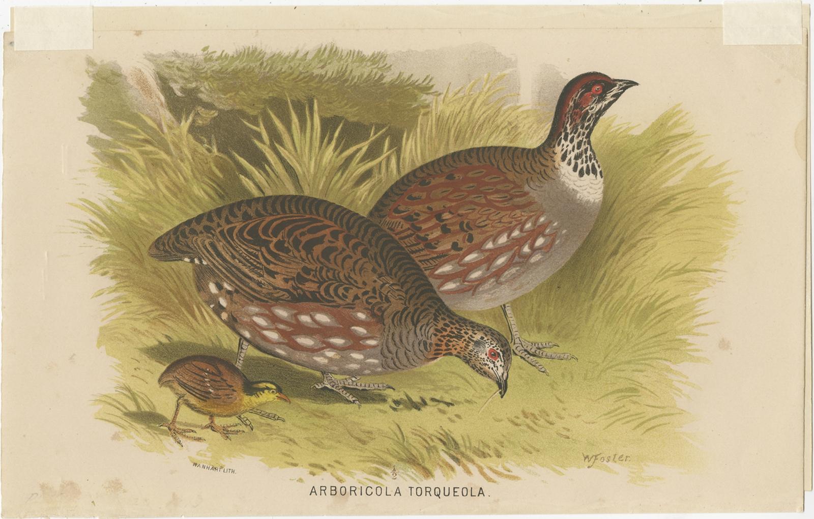 Antique Bird Print of the Common Hill Partridge, 1879