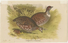 Stampa antica di uccelli della pernice comune di I. Hill, 1879