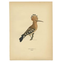 Antique Bird Print of the Common Hoepoe by Von Wright, 1927