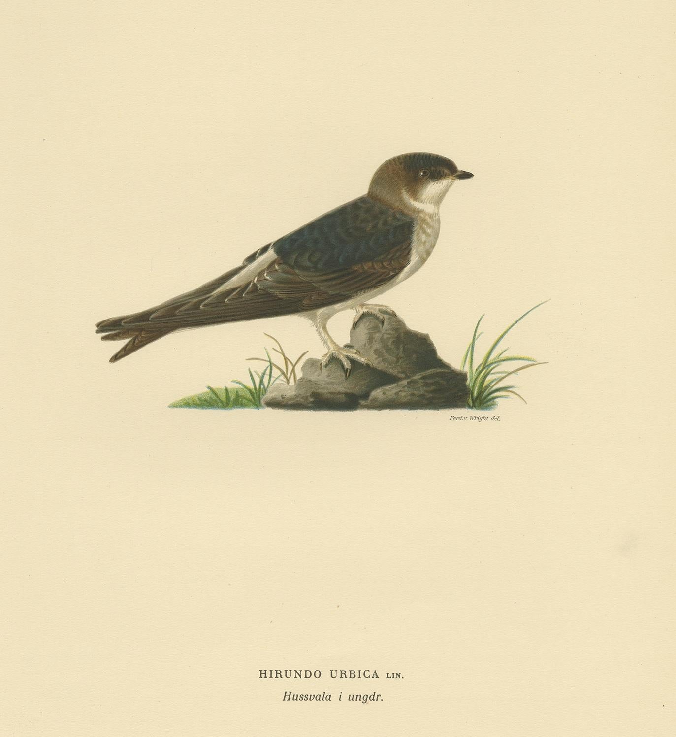 Antiker Vogeldruck mit dem Titel 'Hirundo Urbica'. Alter Vogeldruck mit der Darstellung der Mehlschwalbe. Dieser Druck stammt aus 