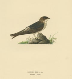 Antique Bird Print of the Common House Martin by Von Wright, '1927'