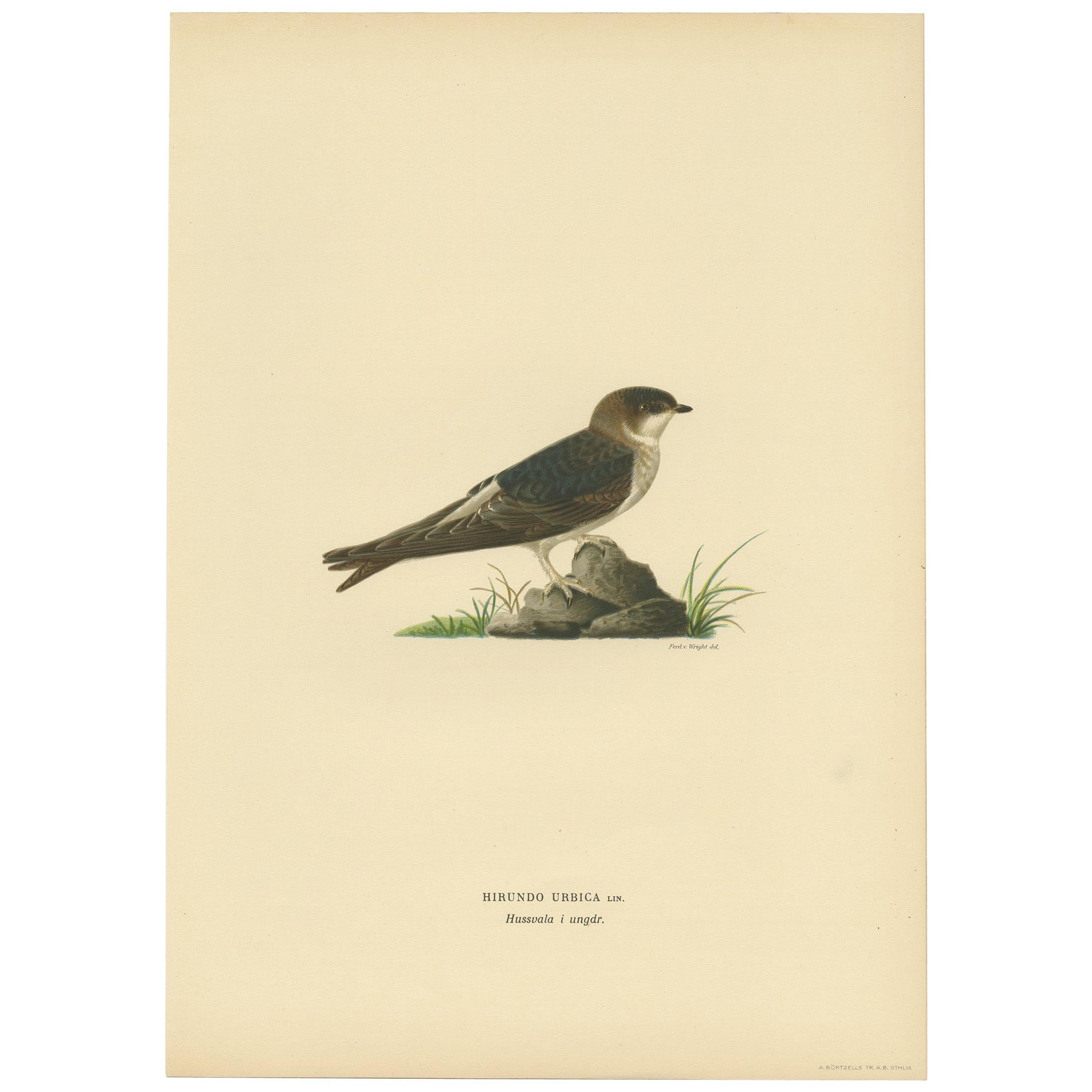 Antique Bird Print of the Common House Martin by Von Wright, '1927' For Sale
