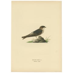 Antique Bird Print of the Common House Martin by Von Wright, '1927'