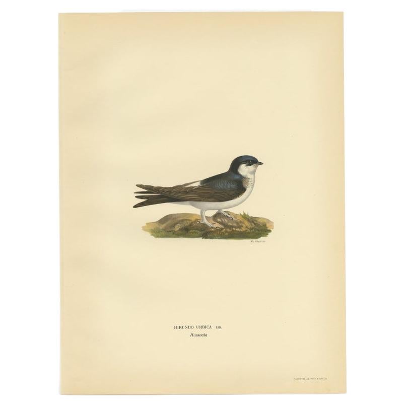 Antique Bird Print of the Common House Martin by Von Wright, 1927