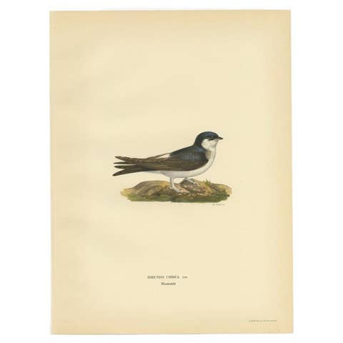 Antique Bird Print of the Common House Martin by Von Wright, 1927