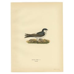 Antique Bird Print of the Common House Martin by Von Wright, 1927
