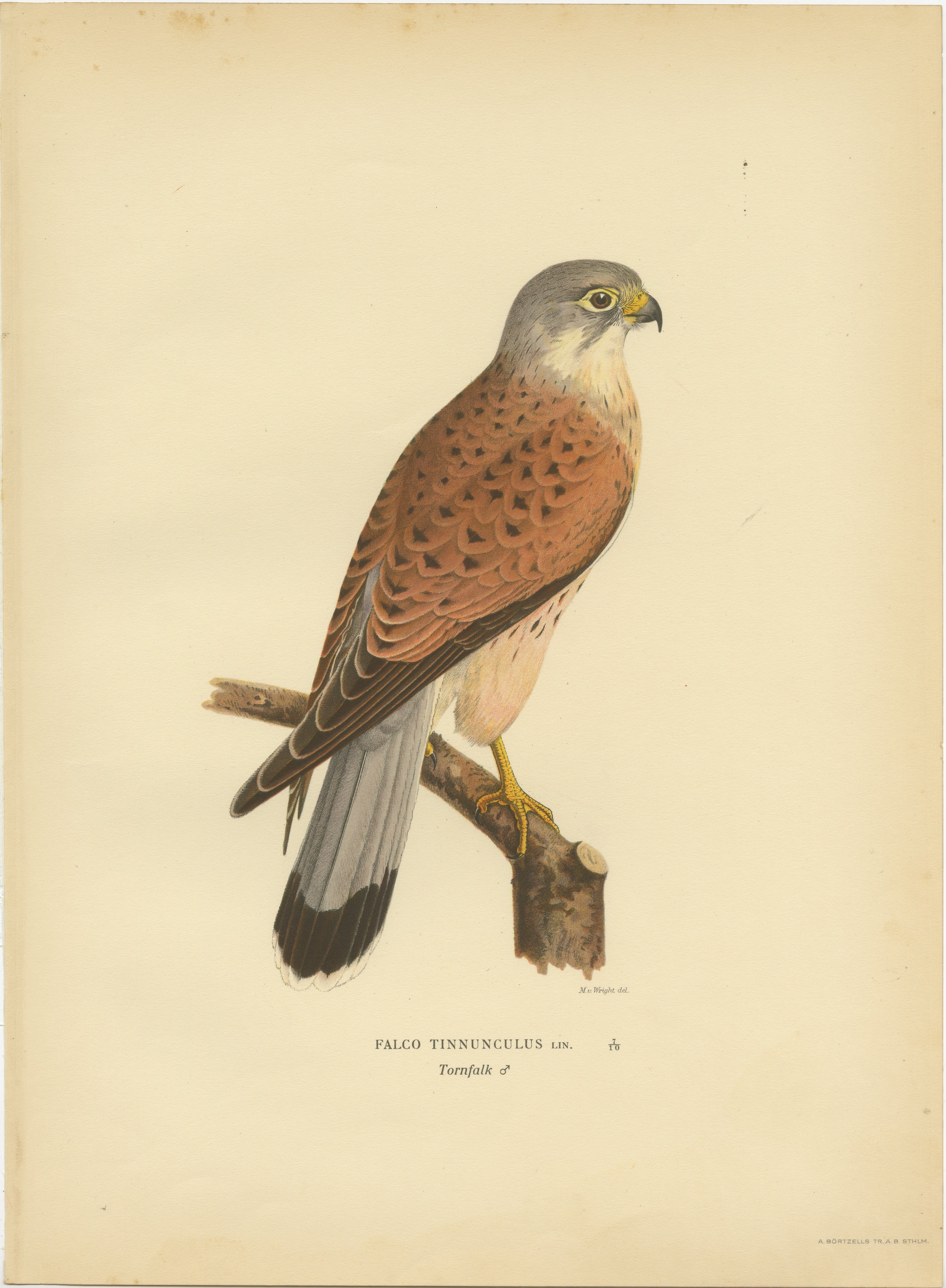 Antique bird print titled 'Falco Tinnunculus'. Old bird print depicting the common kestrel. This print originates from 'Svenska Foglar Efter Naturen Och Pa Stenritade' by Magnus von Wright.