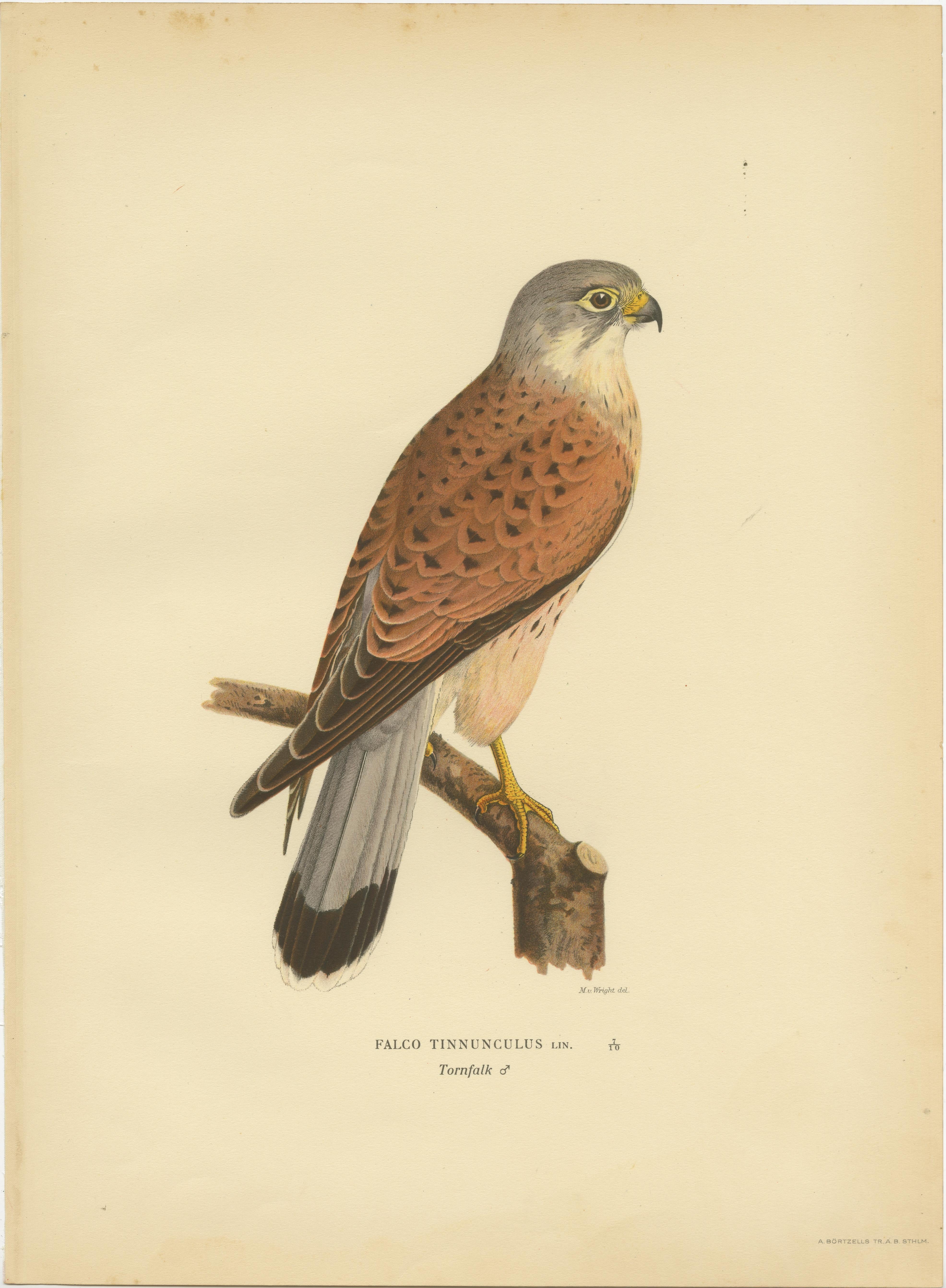 Paper Antique Bird Print of the Common Kestrel by Von Wright '1929' For Sale