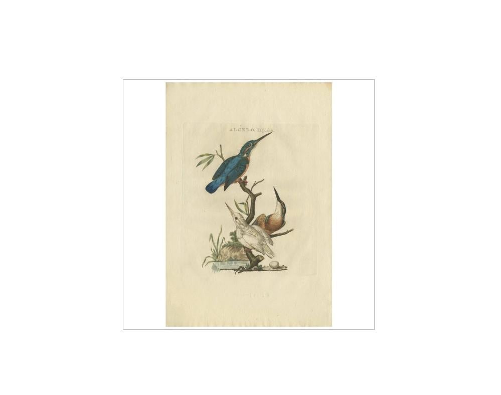 Antique print titled 'Alcedo Ispida'. The common kingfisher (Alcedo atthis) also known as the Eurasian kingfisher, and river kingfisher, is a small kingfisher with seven subspecies recognized within its wide distribution across Eurasia and North
