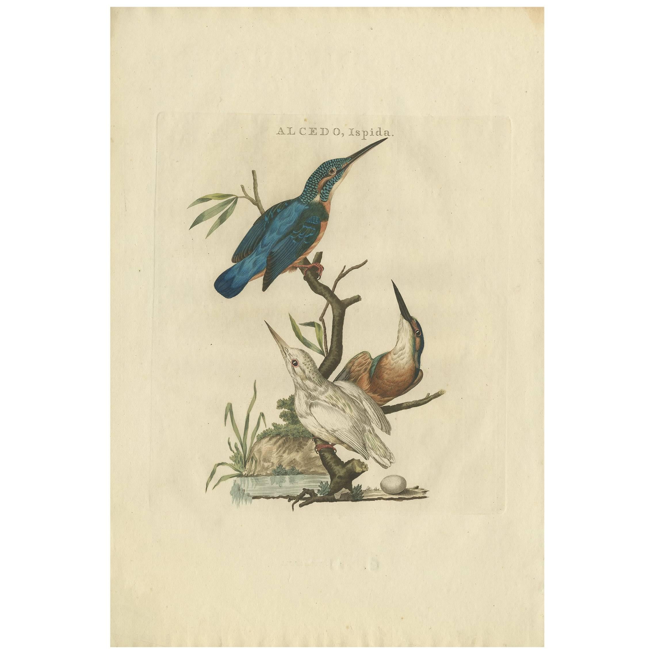 Antique Bird Print of the Common Kingfisher by Sepp & Nozeman, 1797