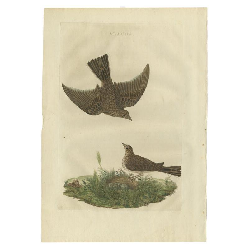 Impression ancienne d'oiseau du Lark commun par Sepp & Nozeman, 1770