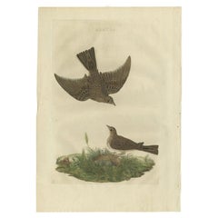 Antiker Vogeldruck des gewöhnlichen Köchers von Sepp & Nozeman, 1770