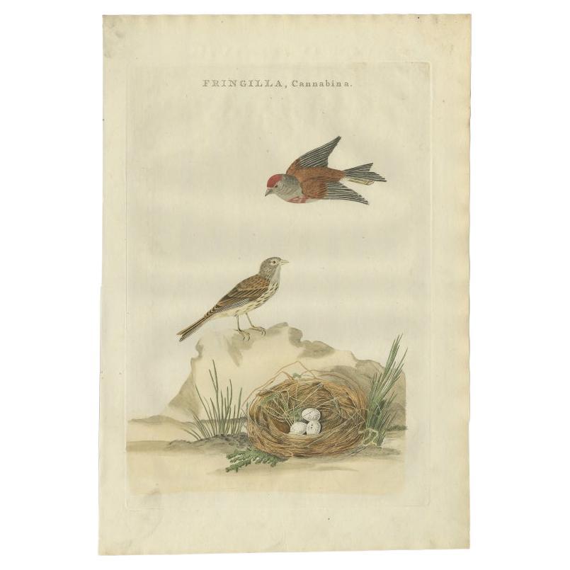 Antique Bird Print of the Common Linnet by Sepp & Nozeman, 1789 For Sale