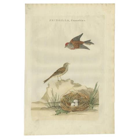 Antique Bird Print of the Common Linnet by Sepp & Nozeman, 1789