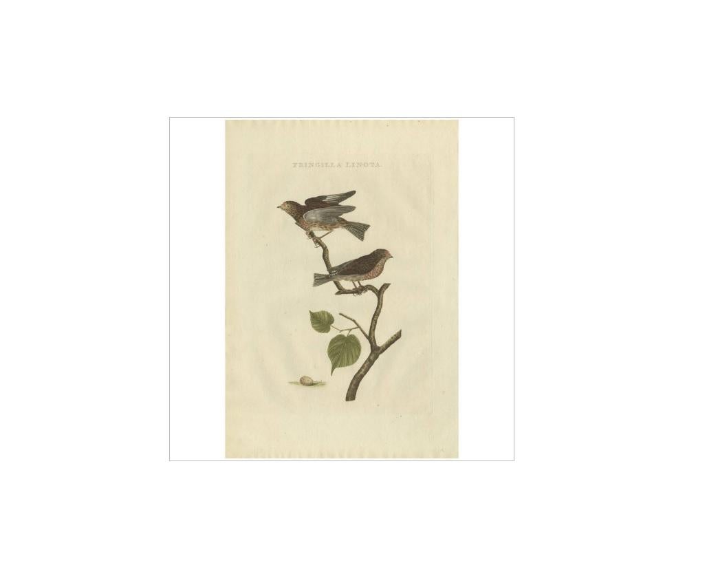 Impression ancienne d'oiseau du Linnet commun par Sepp & Nozeman, 1809 Bon état - En vente à Langweer, NL