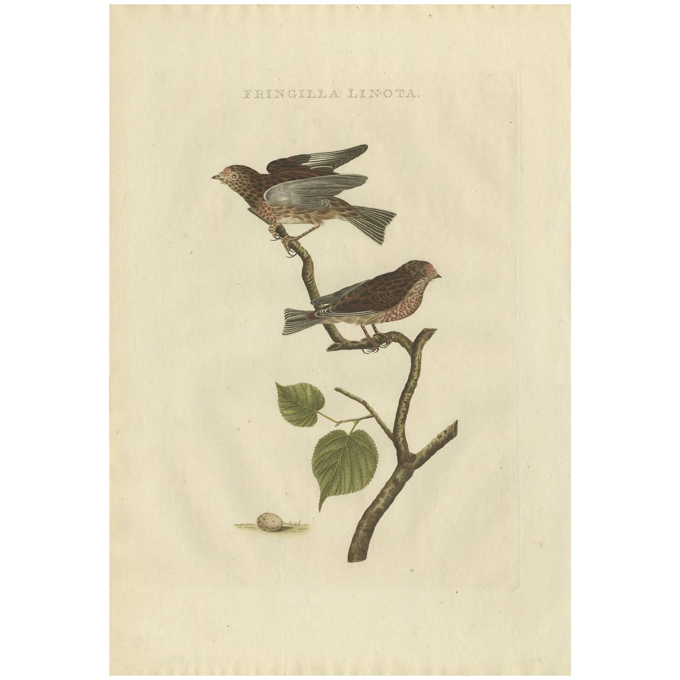 Impression ancienne d'oiseau du Linnet commun par Sepp & Nozeman, 1809