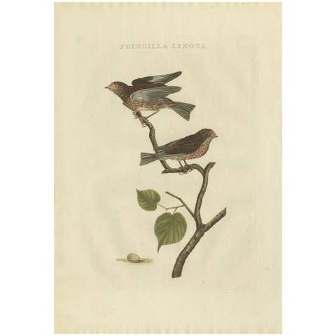 Fringilla Linota – Common Linnet, Hand-Coloured Engraving by Nozeman, 1770–1829