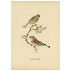 Antique Bird Print of the Common Linnet by Von Wright, 1927